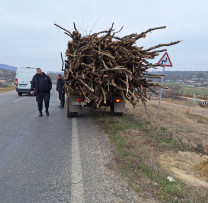 Inspectorii de mediu din Nisporeni descoperă tăiere ilegală de stejari și impun sancțiuni