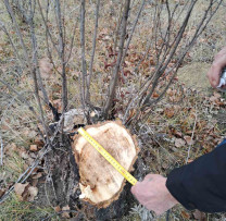 Razie ecologică în Edineț: Tăieri ilegale de arbori, amenzi și acțiuni de recuperare a prejudiciilor
