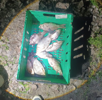 Razii nocturn pe Nistru: braconieri depistați în plină perioadă de prohibiție