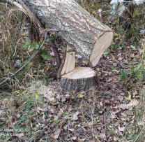 Inspectorii de Mediu și Forțele de Poliție Din Leova Acționează Împreună Pentru a Combate Tăierea Ilicită a Arborilor