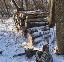 Tăiere ilegală de masă lemnoasă depistată în fondul forestier din Dondușeni