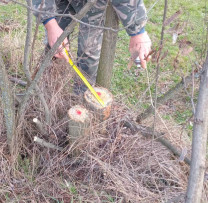 Inspectorii de mediu din Dondușeni combat tăierile ilegale de arbori
