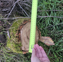 Inspectorii de mediu din Cantemir opresc un nou caz de tăiere ilegală a arborilor