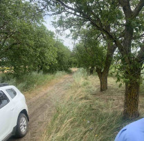 Tăieri ilegale de arbori depistate de inspectorii de mediu în raionul Drochia