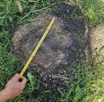Tăieri ilegale de arbori la Cupcini: Un contravenient, sancționat de Inspectorii de Mediu din Edineț