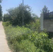 Inspectorii de mediu din Strășeni intensifică acțiunile de monitorizare și combatere a ambroziei