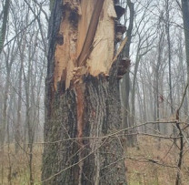 Descoperire a tăierii ilegale a arborilor în Ocolul Silvic Hîrjauca