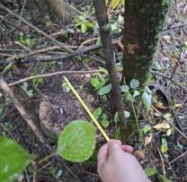 Tăieri ilegale de arbori depistate în raionul Rezina