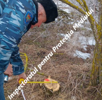 Tăieri ilegale depistate de inspectorii de mediu din Dondușeni