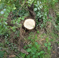 Tăieri ilegale de arbori depistate în fâșia de protecție a Nistrului, la Holoșnița