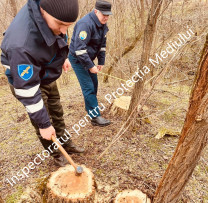 Razii ale inspectorilor de mediu din Criuleni: 128 de arbori tăiați ilegal, prejudiciu de peste 42 de mii de lei