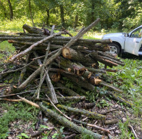 Cazuri de tăieri ilegale de arbori, depistate de inspectorii de mediu din Strășeni