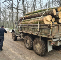 Inspectorii de mediu din Ialoveni, în acțiune pentru combaterea transportului ilegal de lemn