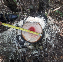 Descoperire în pădurea Scăieni: Tăiere ilegală de arbori cu prejudiciu cauzat mediului în Dondușeni
